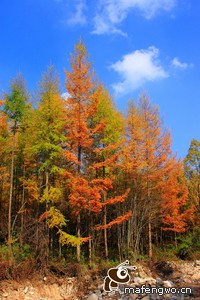 日本职业篮球联赛：激烈交锋，实力逐渐显现