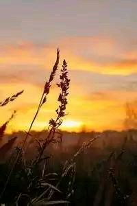 霍芬海姆队员表现出色，擒获对手