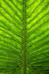 圣图尔登塞尔特人奇袭，逆袭科南